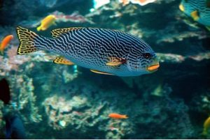 colorful fish